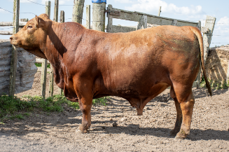 Lote Toros a remate en Nacional Brangus, Tacuarembó