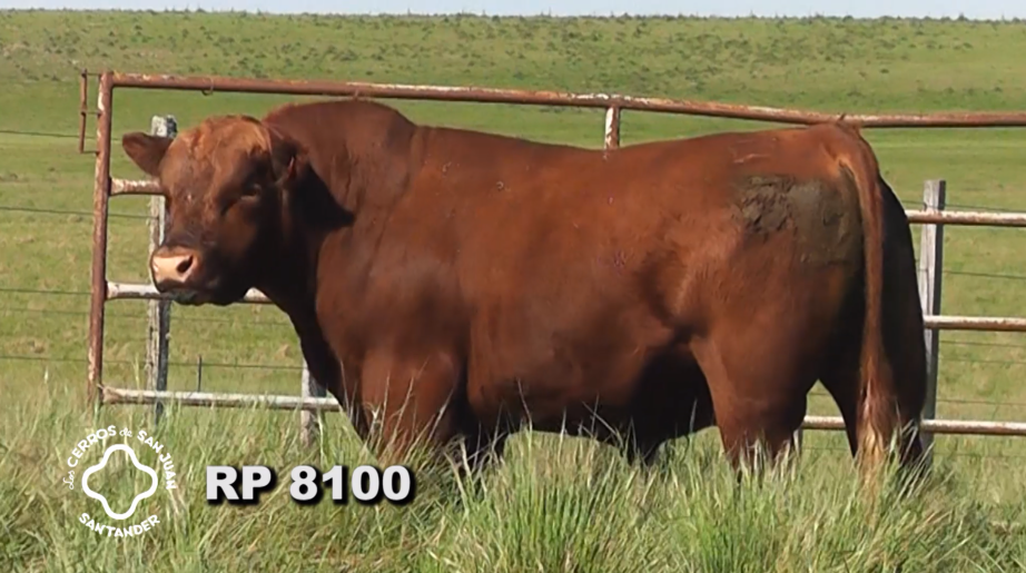 Lote 2 Toros Red Angus a remate en Los Cerros de San Juan - Santander, Artigas