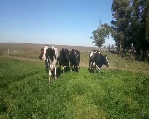 Lote 5 Vacas de Invernada HOLANDO a remate en Pantalla Camy 560 - 580kg - , San José