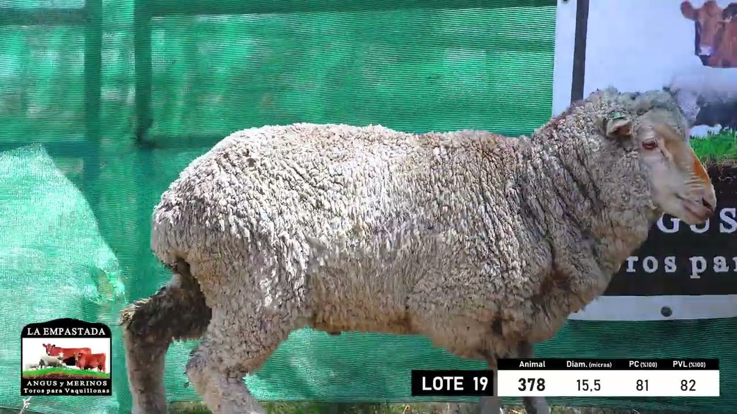 Lote 5 Carneros Merino Dohne a remate en 33º Remate Cabaña La Empastada, Durazno