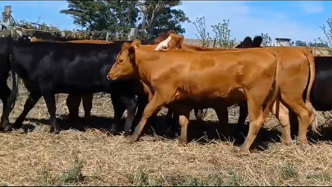 Lote (Vendido)14 Vaquillonas 1 a 2 años LIMANGUS/ ANGUS a remate en #41 Pantalla Carmelo  325kg -  en A 20 km De Cardona