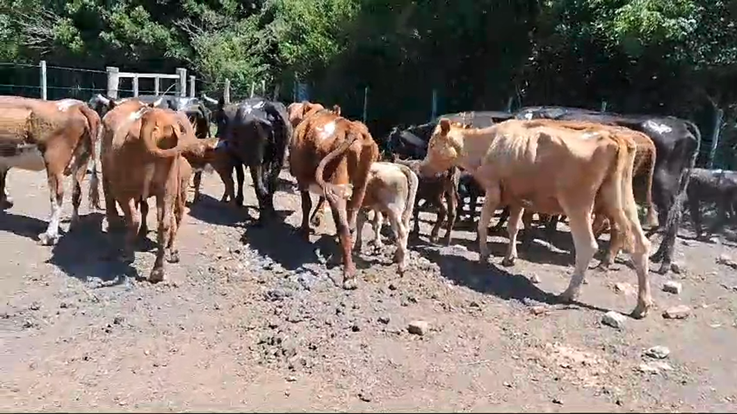 Lote 24 Piezas de cría a remate en Pantalla Camy 360kg - , San José