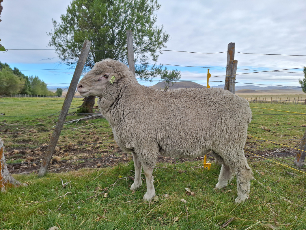 Lote Carnero TOP A, 19-0919