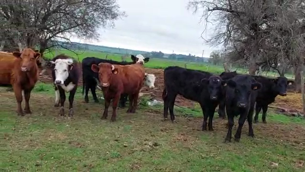 Lote 18 Vaquillonas 1 a 2 años ANGUS Y HEREFORD a remate en PANTALLA CAMY 260kg - , San José