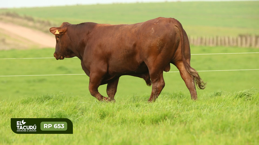 Lote Toros a remate en Subasta Virtual El Tacuru, Montevideo