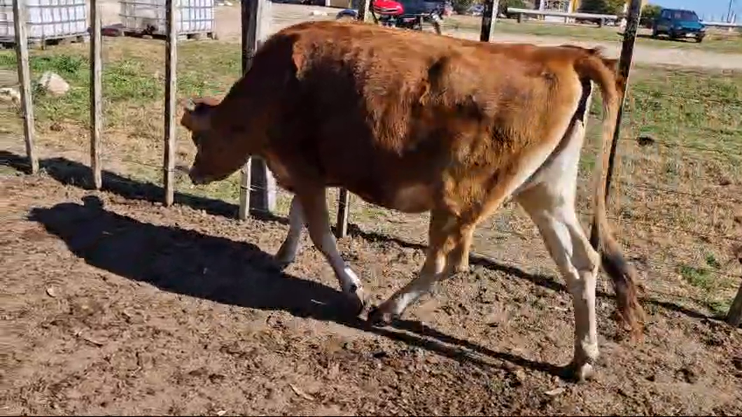 Lote Vaquillonas  Yersey a remate en Pantalla Camy  270kg -  en Cardal