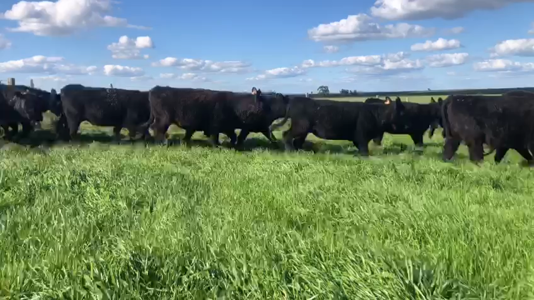 Lote 35 Vaquillonas Vacas Preñadas SA a remate en La Concepcion y El Carobal, Cerro Largo