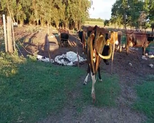 Lote Vacas de Invernada a remate en Pantalla Camy - Febrero 2022 350kg - , San José