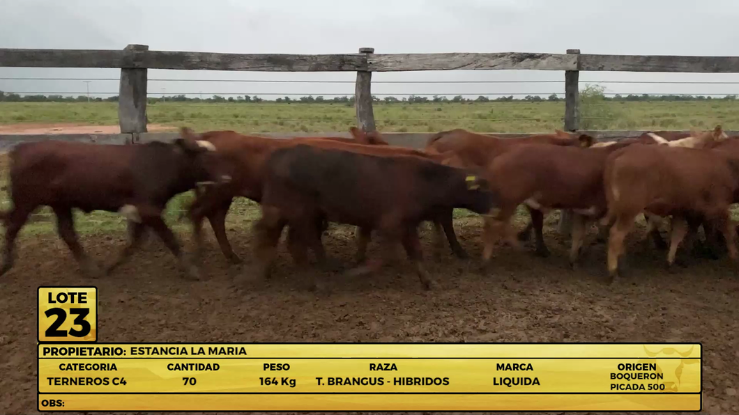 Lote LOTE 23