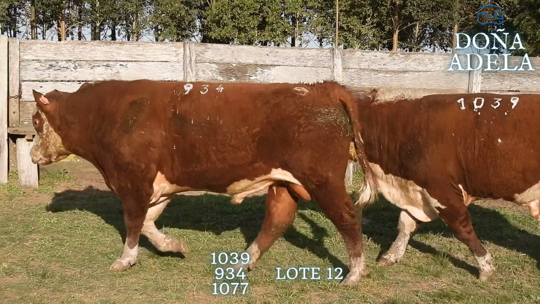 Lote TOROS POLLED HEREFORD