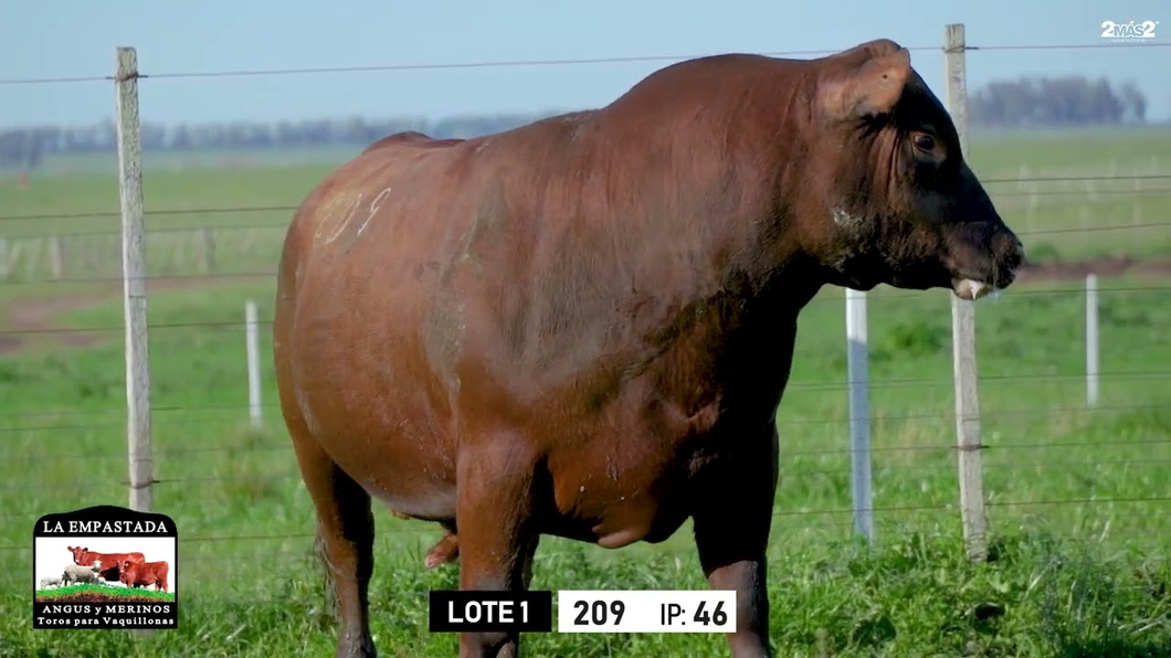 Lote Toros a remate en Toros para Vaquillonas - La Empastada, Durazno