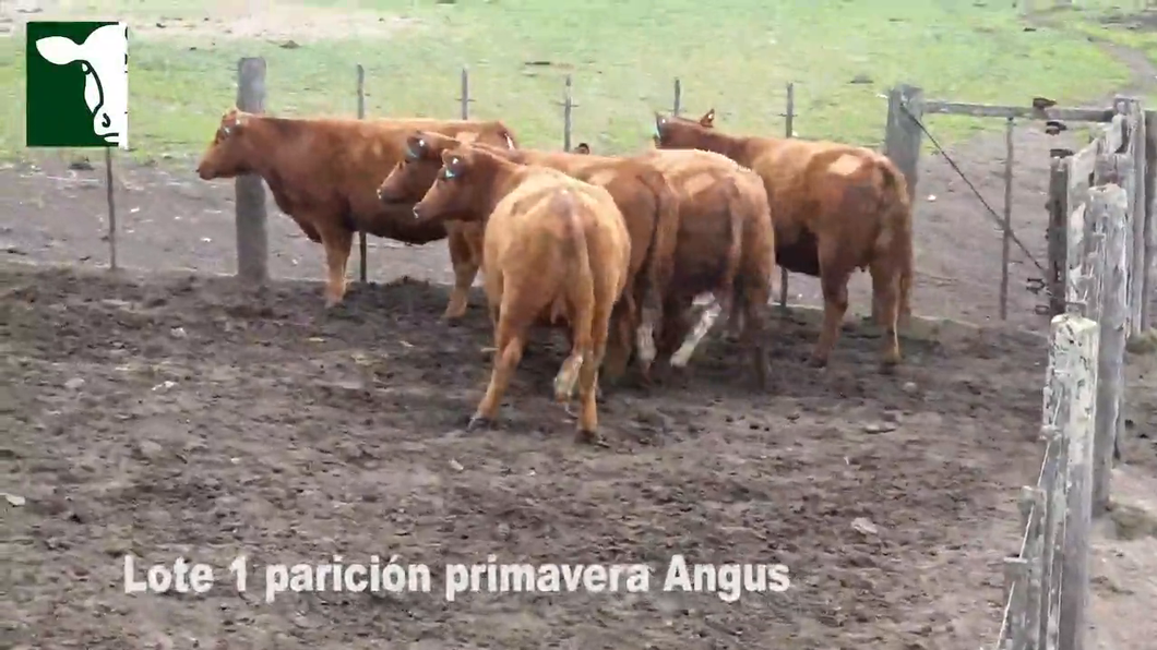 Lote 5 Vaquillonas Angus MaS con garantía de preñez, parición mediados de Octubre