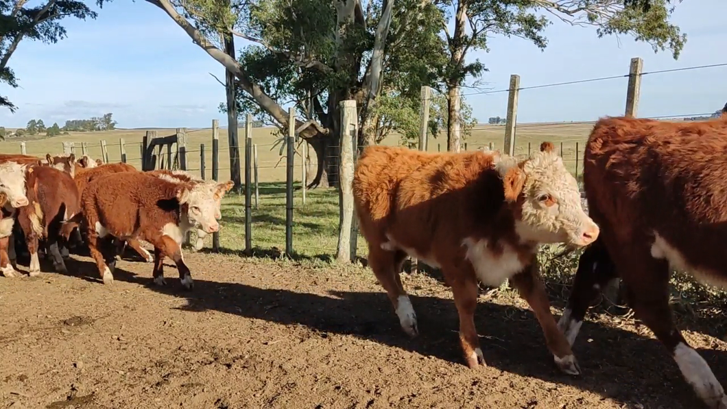 Lote Analara Larrosa - Jaso y Jaso