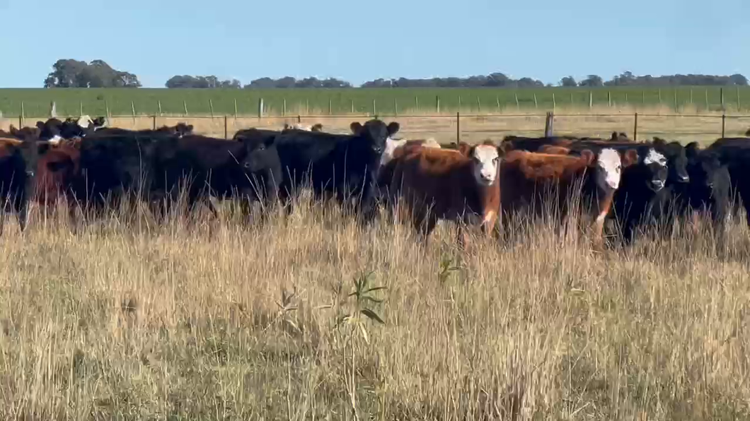 Lote 65 Terneros/as