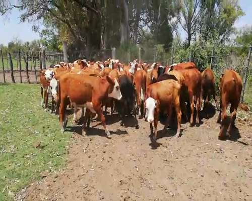 Lote 80 Terneros/as en Federal, Entre Ríos