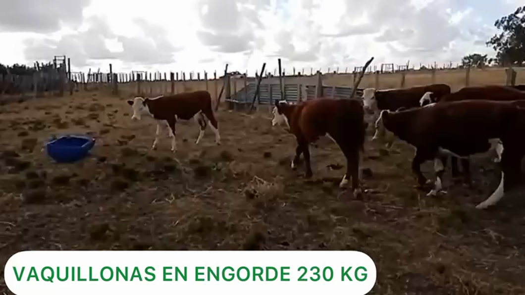 Lote Vaquillonas en Engorde