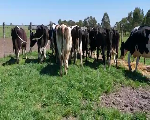 Lote 12 Vacas de Invernada HOLANDO a remate en REMATE DE PANTALLA 550kg -  en Asociación Rural de San José