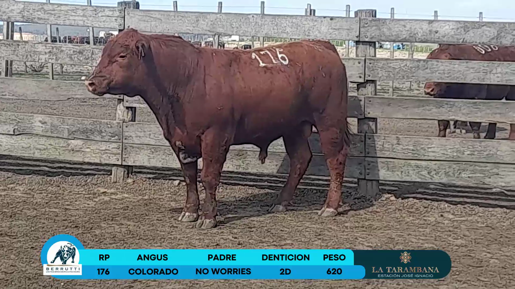 Lote Toros Angus a remate en Los Clase A 620kg - , Rocha