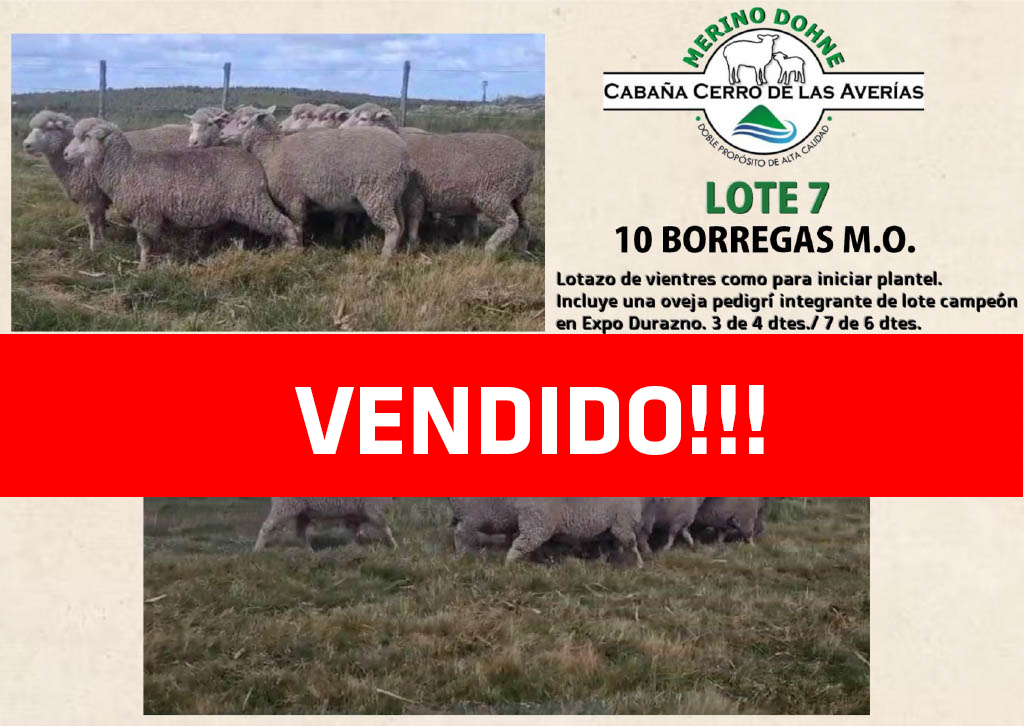 Lote LOTE 7