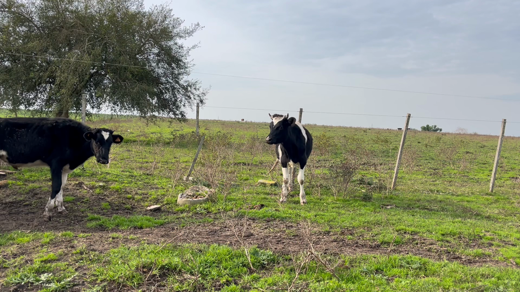 Lote NOVILLOS 1 a 2 AÑOS