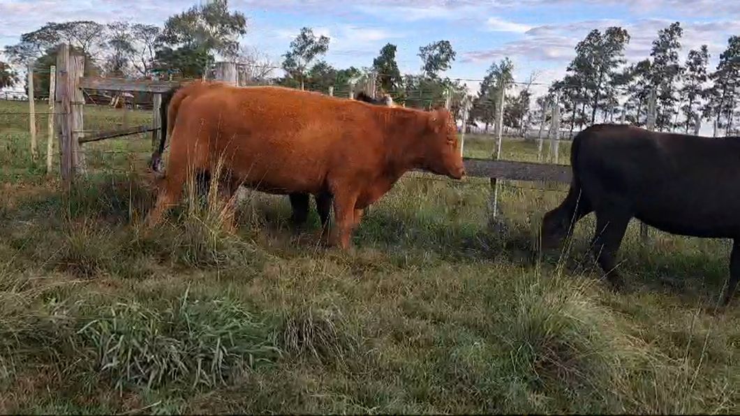 Lote 10 Vaquillonas 1 a 2 años 2 AA,  2 RA,  6 CRUZAS a remate en 2º Remate Virtual Baltasar Brum 310kg -  en SARANDI DE YACUY, 30 DE B.BRUM, 10 KM DE RUTA 3