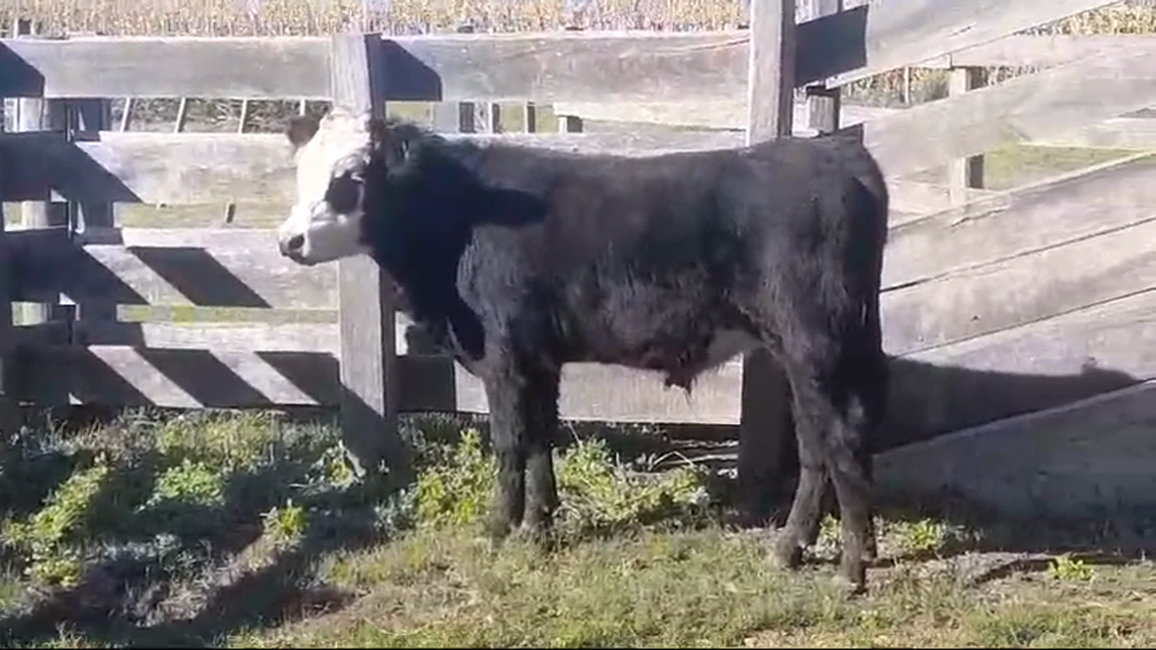 Lote (Vendido)Toros ANGUS/ HEREFORD a remate en #46 Pantalla Carmelo 310kg -  en NUEVA PALMIRA