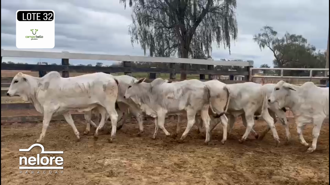 Lote LOTE 32