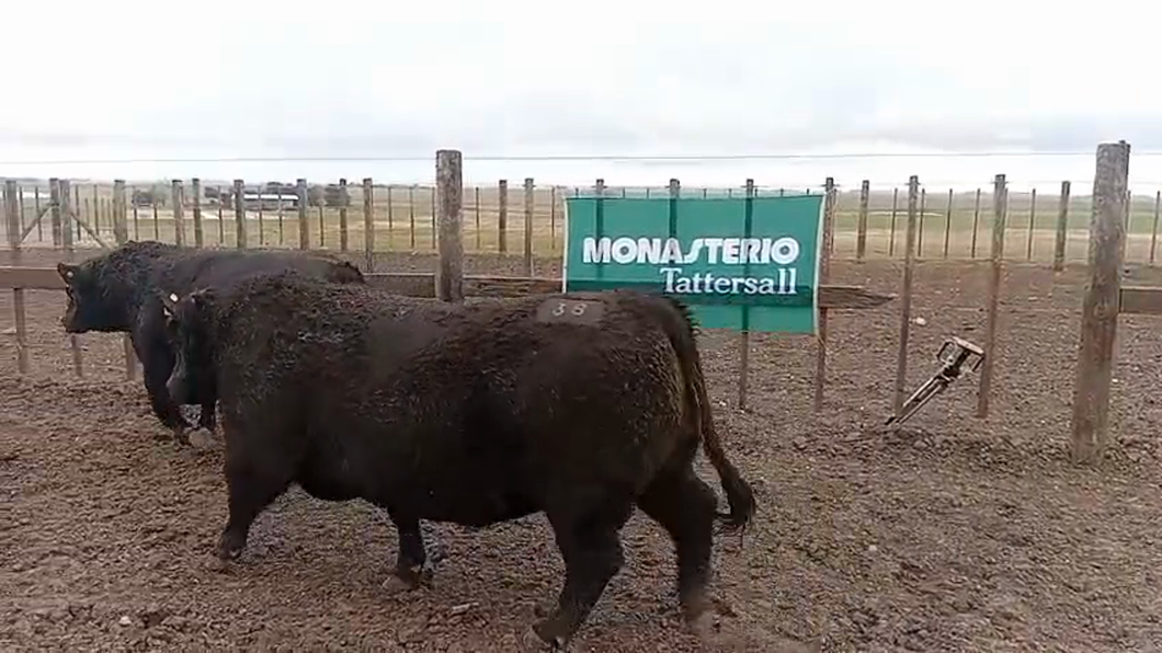 Lote Toros