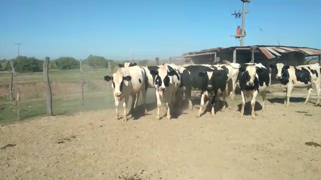 Lote 18 Vaquillonas P/ entorar Holando Argentino en Morteros, Córdoba