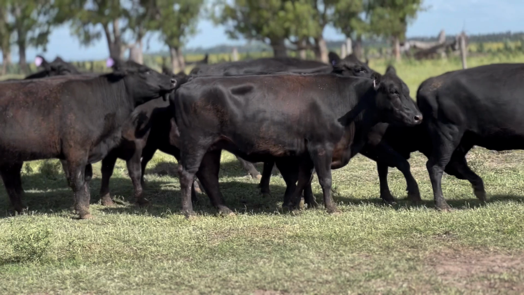 Lote 10 Vacas nuevas Preñadas