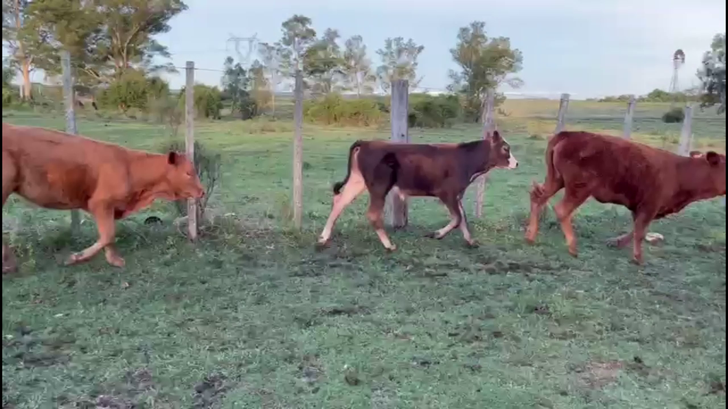 Lote TERNEROS Y TERNERAS