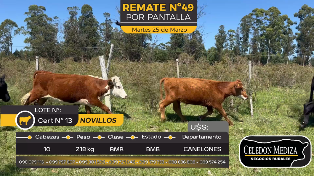 Lote 10 Novillos en Otra Localidad, Canelones