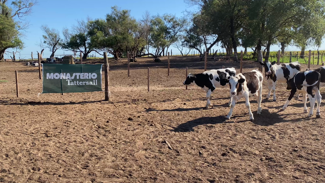 Lote 20 Terneros Holando