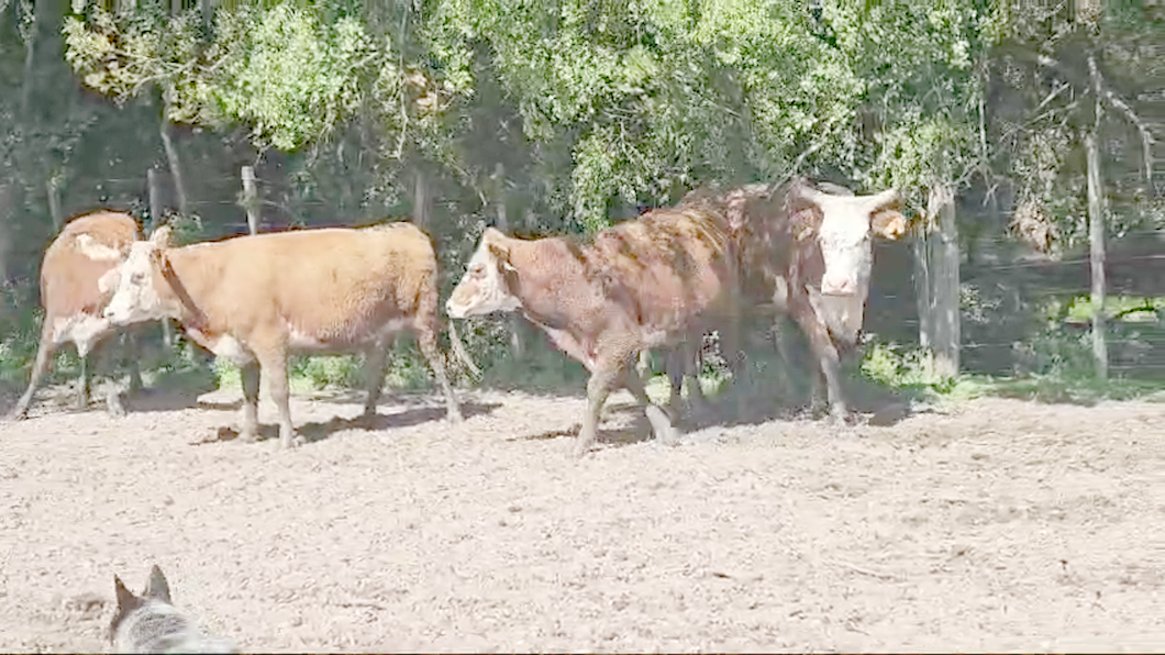 Lote 30 Vacas Preñadas