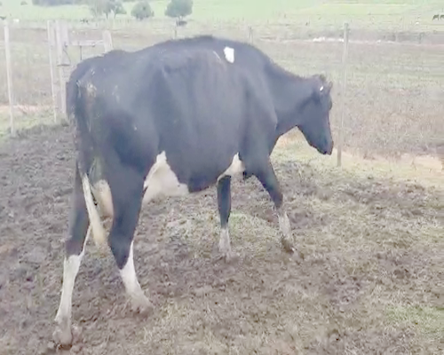 Lote (Vendido)4 Vaca HOLANDO 500kg - , San José