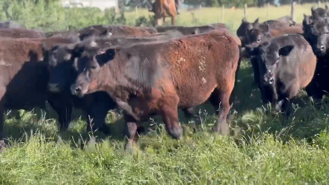 Lote 75 Novillitos