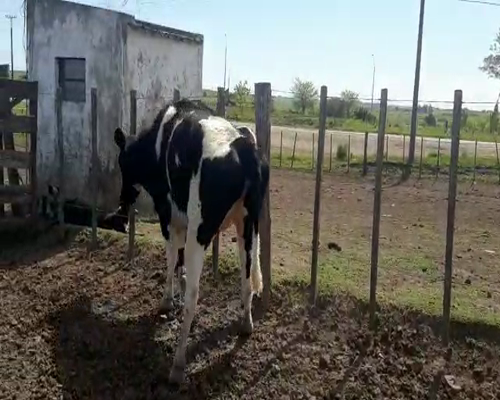 Lote Vacas de Invernada HOLANDO a remate en REMATE DE PANTALLA 500kg -  en Asociación Rural de San José