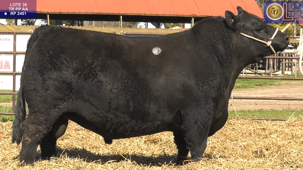 Lote TOROS ANGUS PP (RP 2401 SE VENDE EL 50%) (RP 2405 SE VENDE EL 100%)