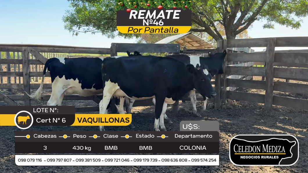 Lote 3 Vaquillonas preñadas en Artilleros, Colonia