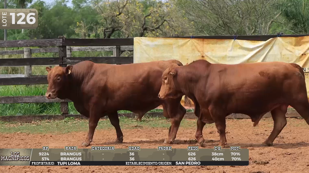 Lote LOTE 126