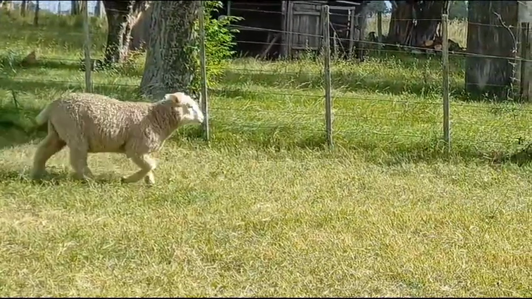 Lote (Vendido)87 Corderos CORRIEDALE a remate en #41 Pantalla Carmelo  25kg -  en VILLAS BOAS