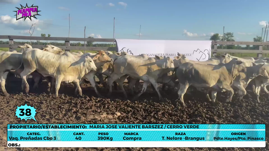 Lote LOTE 38