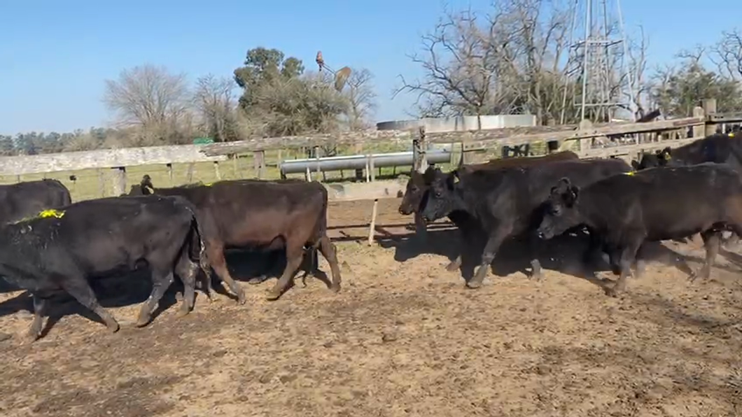 Lote 31 Vacas medio uso C/ gtia de preñez en San Vicente, Buenos Aires