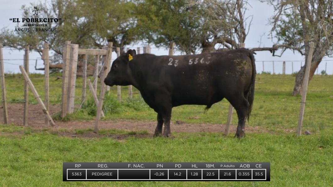 Lote 2 Toros Angus a remate en El Pobrecito, Durazno