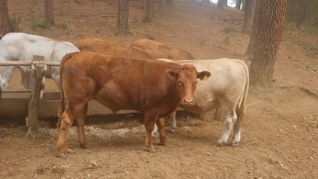 Lote 32 Novillo Engorda en Gorbea, IX Región Araucanía