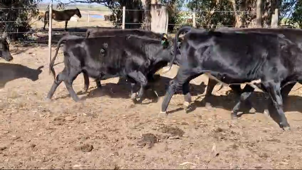 Lote 14 Vaquillonas  Angus y Cruzas a remate en Pantalla Camy  en Cardal