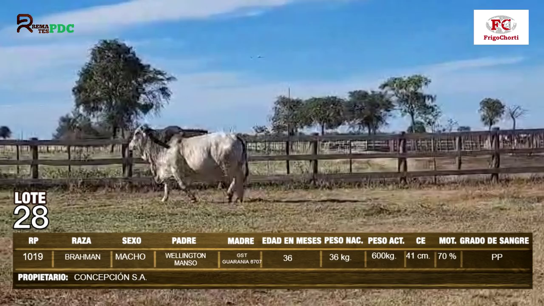 Lote Machos BRAHMAN a remate en Expo Pioneros 24 de Mayo 2024 en Pioneros del Chaco S.A.