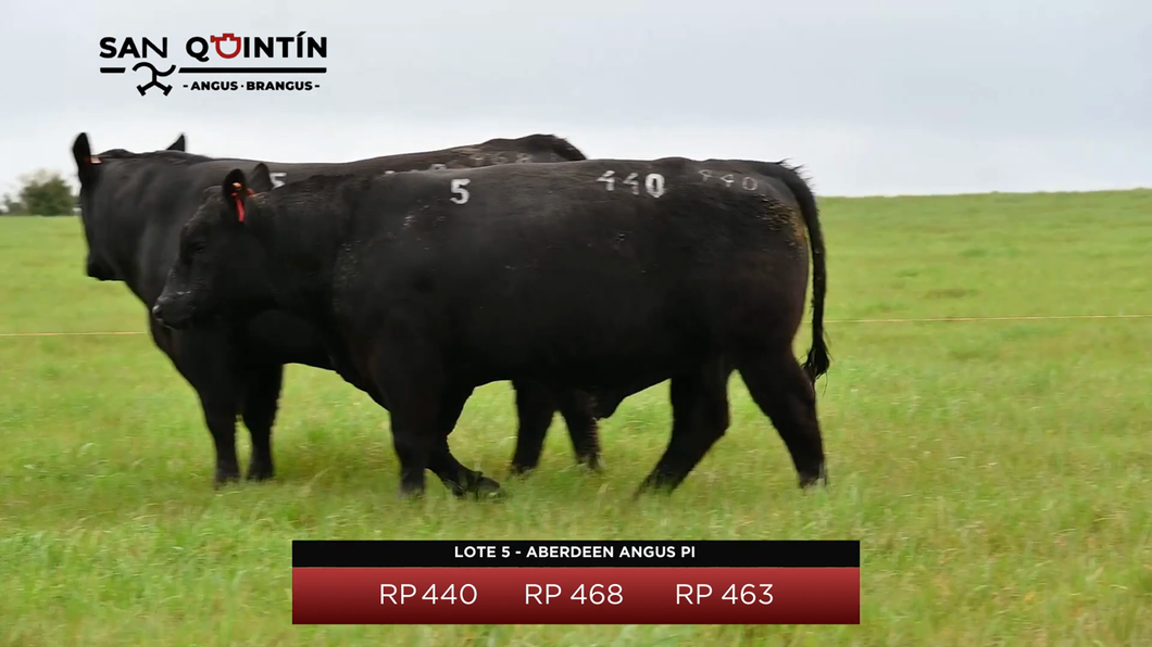 Lote Aberdeen Angus PI