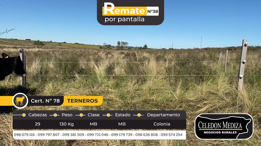 Lote 29 Terneros en Florencio Sánchez, Colonia