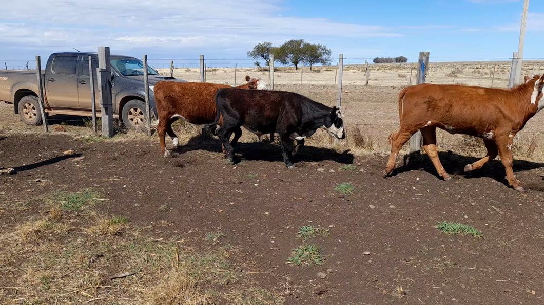 Lote 39 Terneros y Terneras en Colonia Lavalleja, Salto